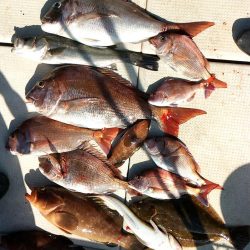 ズズキ・鯛・アコウ・ヒラメ